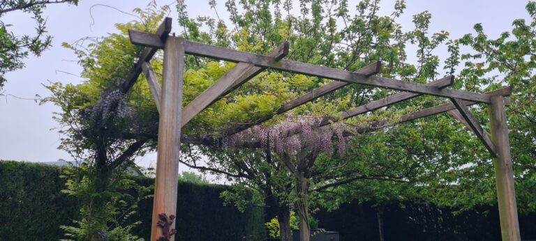 Aménagement extérieur d'une pergola bois pour support plante grimpante